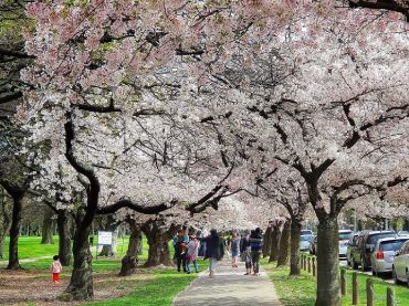 Hagley Park